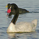 Cygne à cou noir