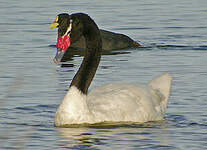 Cygne à cou noir