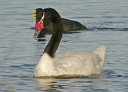 Black-necked Swan