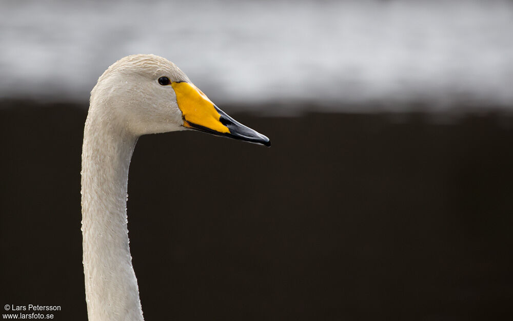 Cygne chanteur