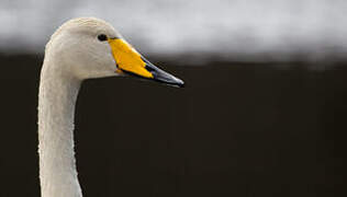 Whooper Swan