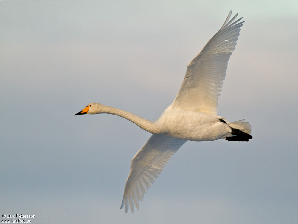 Whooper Swan