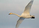 Cygne chanteur