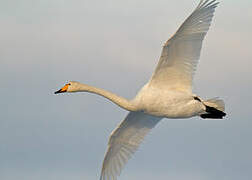 Whooper Swan