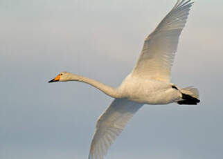 Cygne chanteur