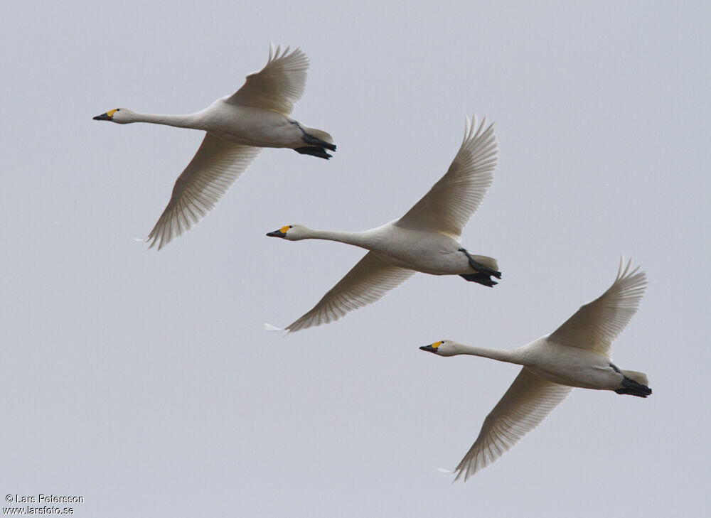 Cygne de Bewick