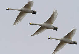 Cygne de Bewick