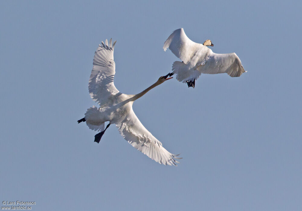 Tundra Swan