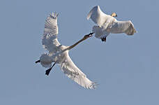 Cygne de Bewick