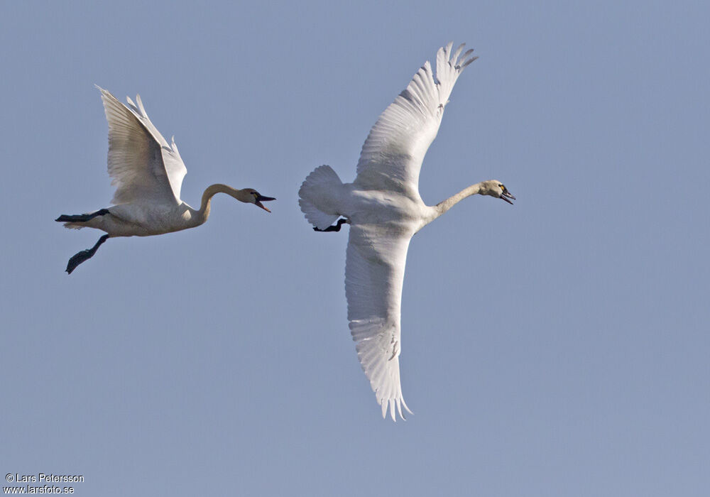 Cygne de Bewick