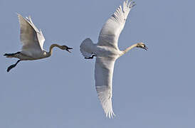 Cygne de Bewick