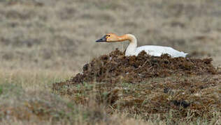 Tundra Swan