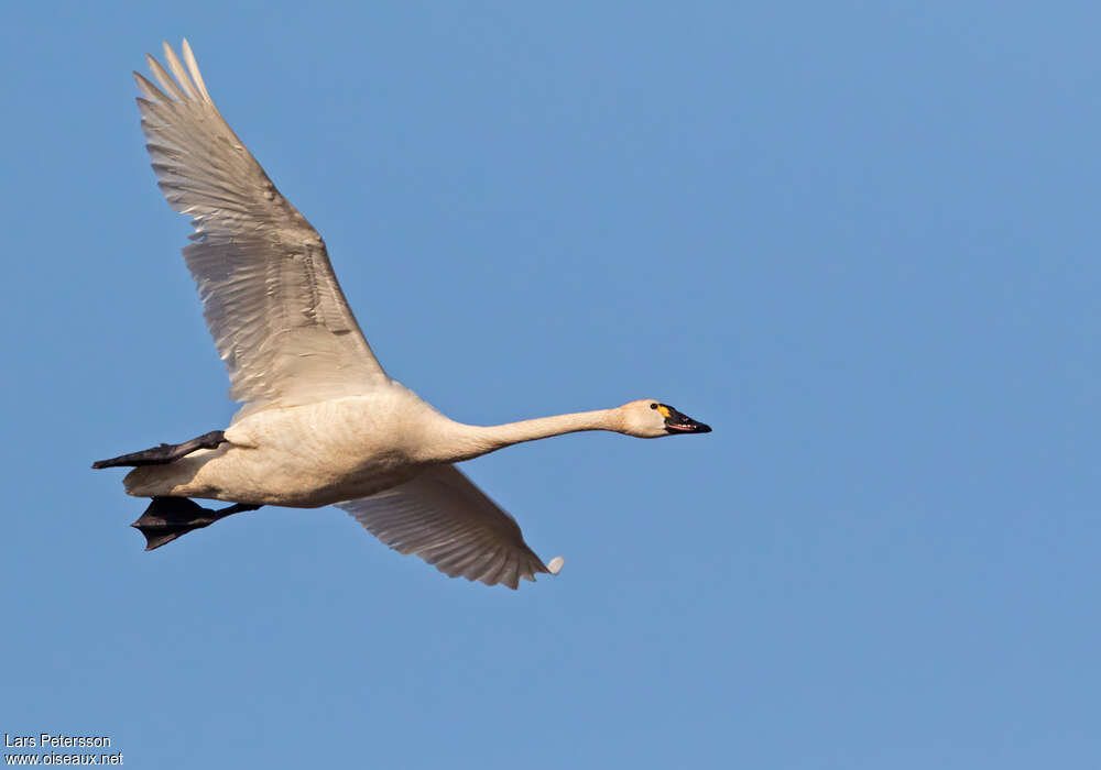 Tundra Swanadult, pigmentation, Flight