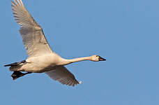 Cygne de Bewick