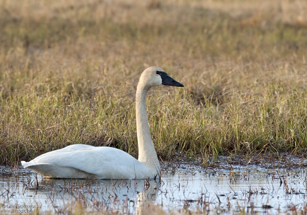 Tundra Swan