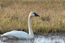 Cygne de Bewick