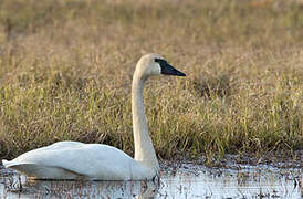 Tundra Swan