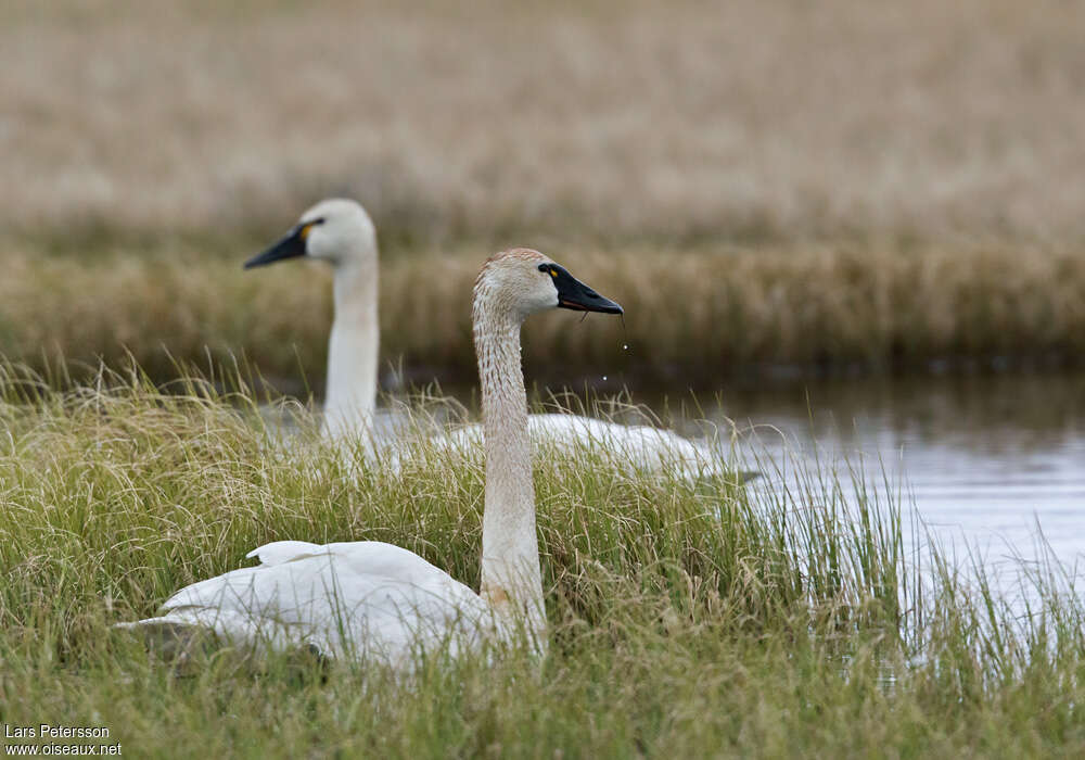 Tundra Swanadult, identification