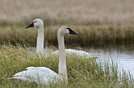 Tundra Swan