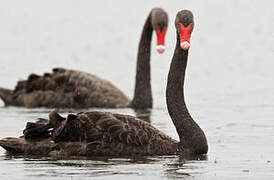 Cygne noir