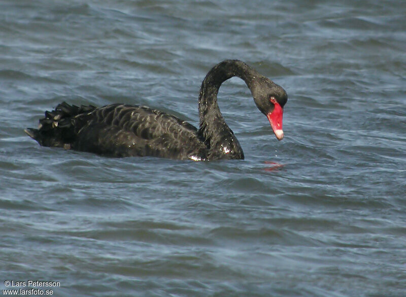 Cygne noir