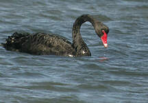 Cygne noir