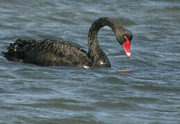 Cygne noir