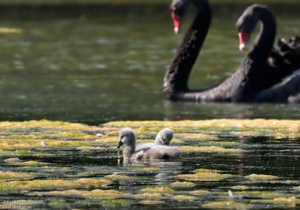 Black Swan