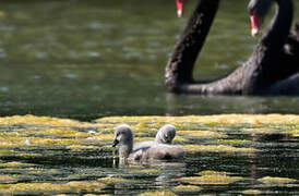 Cygne noir