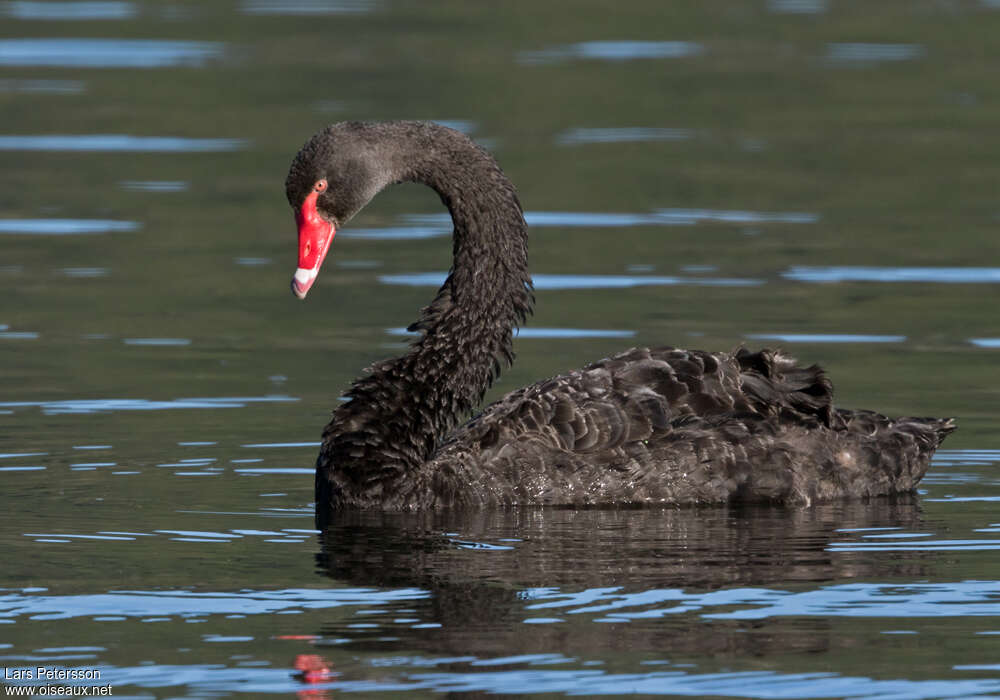 Cygne noiradulte, pigmentation