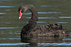 Cygne noir