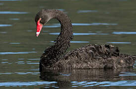 Black Swan