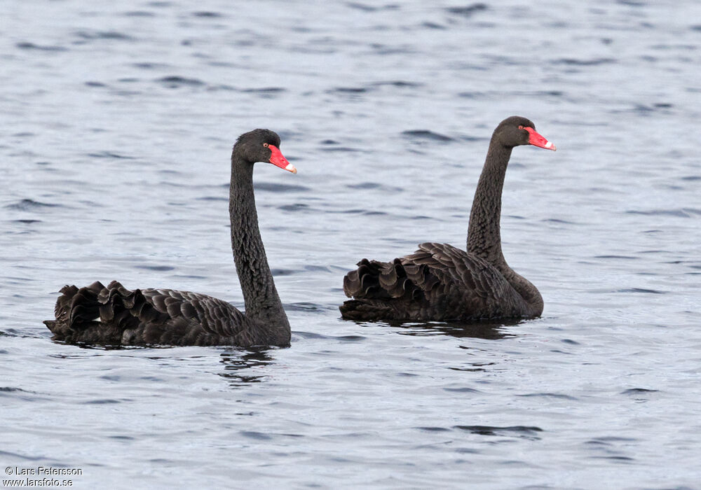 Cygne noir