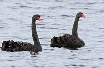 Cygne noir