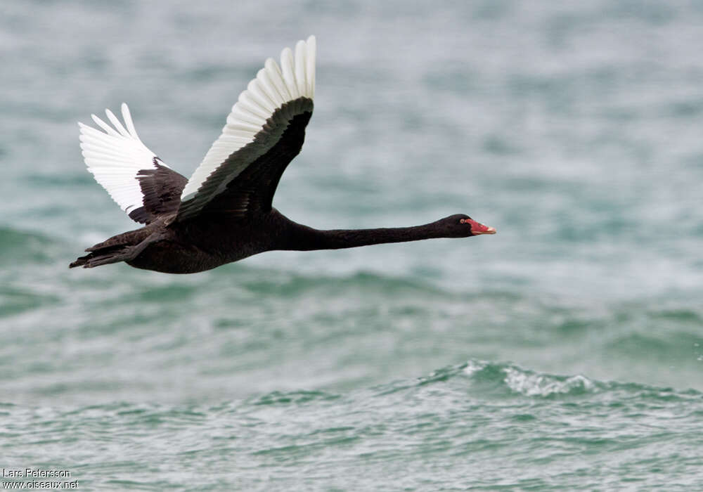 Cygne noiradulte, pigmentation, Vol