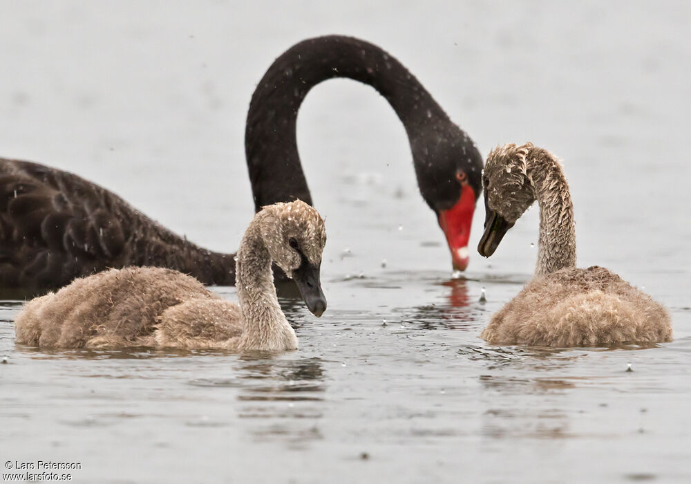 Cygne noir