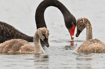 Cygne noir