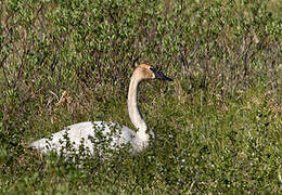 Cygne trompette