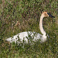 Cygne trompette