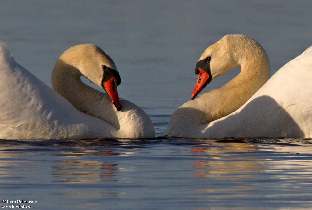 Mute Swan