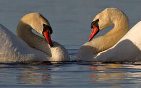 Cygne tuberculé