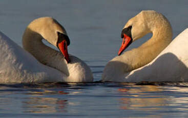 Cygne tuberculé