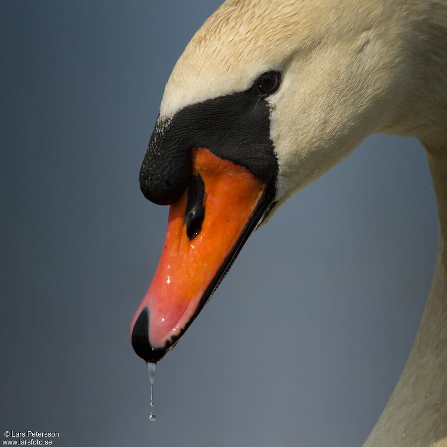 Mute Swan