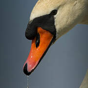 Mute Swan