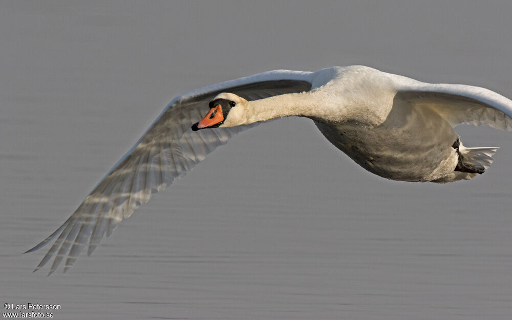 Cygne tuberculé