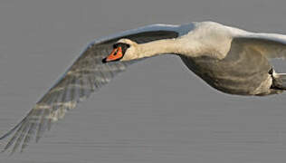 Mute Swan