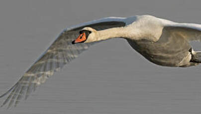 Cygne tuberculé