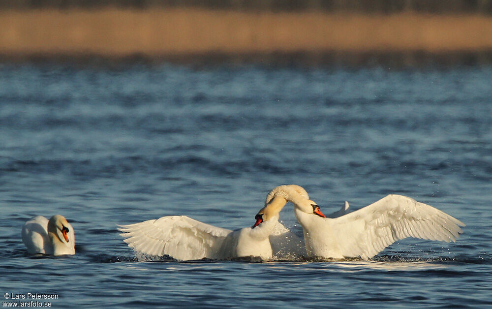 Mute Swan