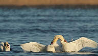 Cygne tuberculé