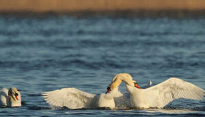 Cygne tuberculé